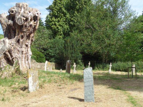 Installation 14 - between the old and new trees.JPG